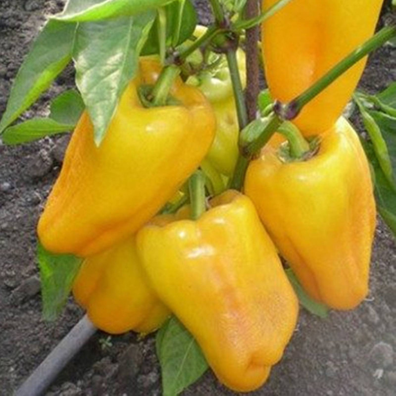 Sweet Pepper Yellow Bell