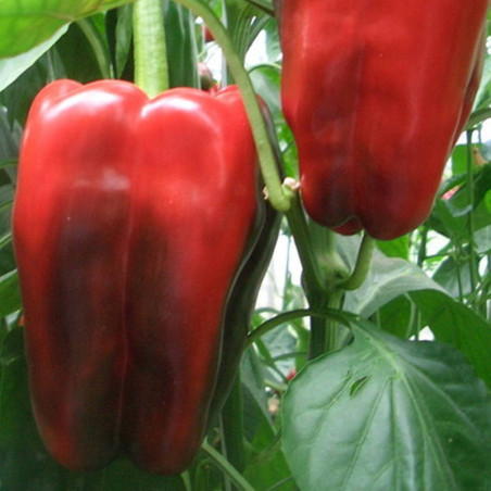 Sweet Pepper Orpheus