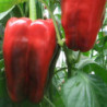 Sweet Pepper Orpheus