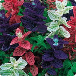 Annual Clary Tricolor Mix