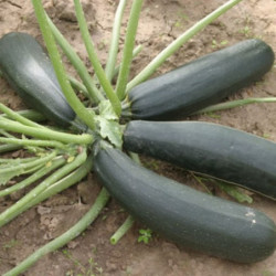 Squash Zucchini Black Prince