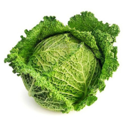 Savoy Cabbage Wiener Winter