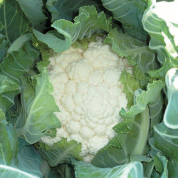 Cauliflower Neckarperle