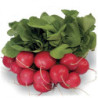 Radish Perfecto