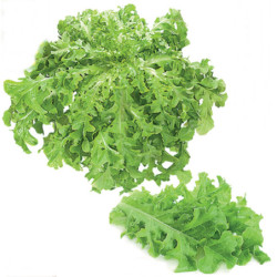 Oak Leaf Lettuce Baltimore