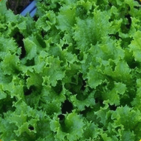 Leaf Lettuce Waldmans Dark Green