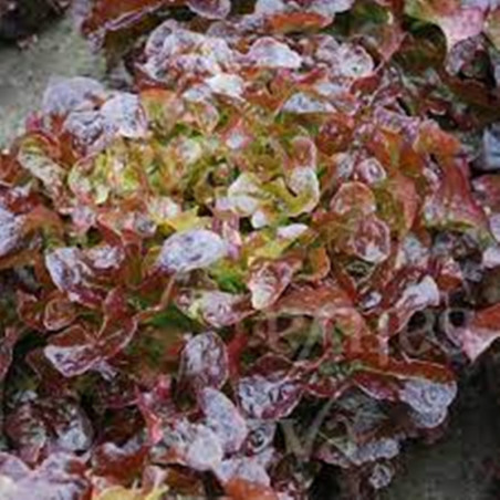 Oak Leaf Lettuce Oscarde