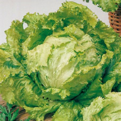 Iceberg Lettuce Batavia Pierre Benite