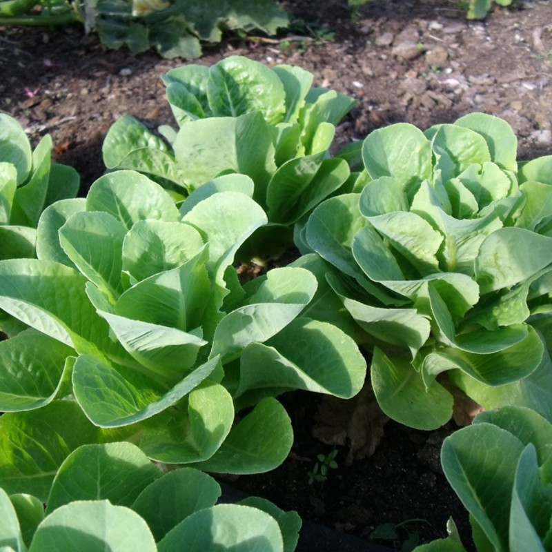 Romaine Cos Lettuce Craquante D Avignon