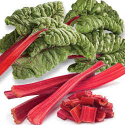 Chard Mangold Scarlet Charlotte