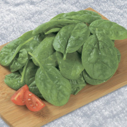 Spinach Winter Bloomsdale