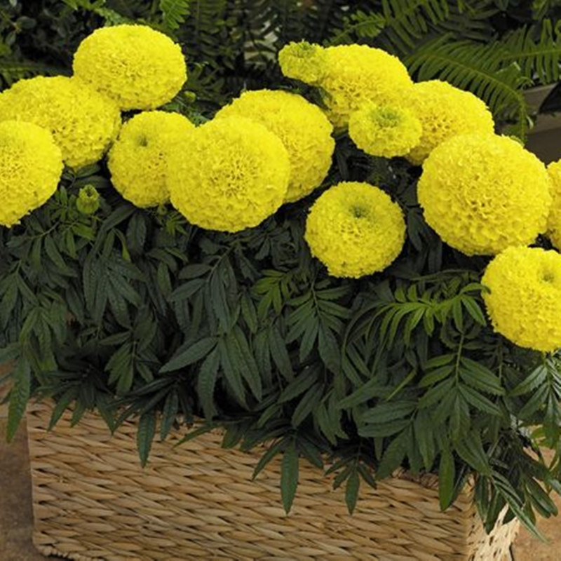 Marigold Dwarf Boy Yellow