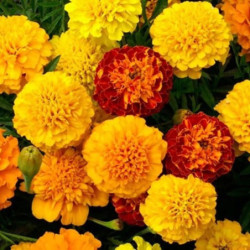 Marigold Dwarf Boy Mix