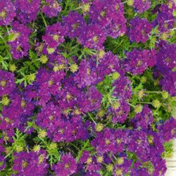 Trailing Verbena Lilac-Blue