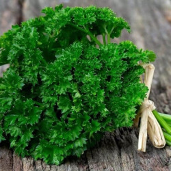 Curly Parsley Gruene Perle