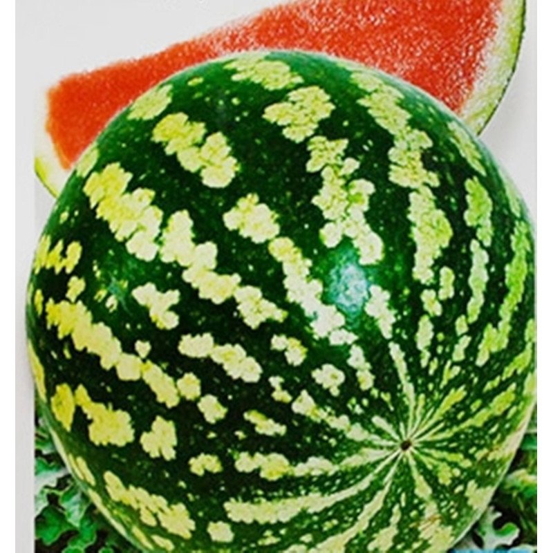 Watermelon Lazy