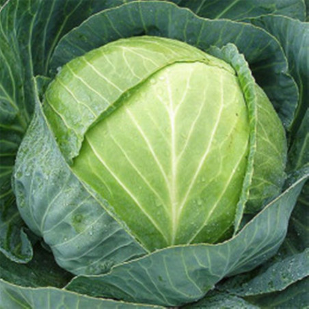 Ball-head Cabbage Blanc Premiere