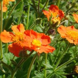 Small Flowered Avens Orange