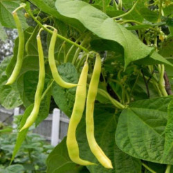 Pole Bean Curly Golden Nectar