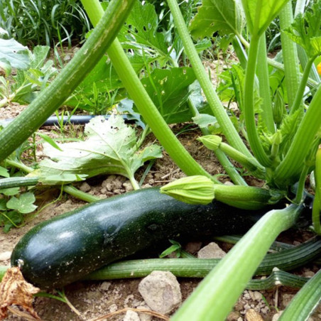 Squash Zucchini Onyx