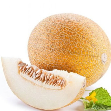 Melon Ineya