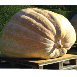 Pumpkin Dills Atlantic Giant 100