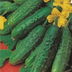 Cucumber Dzherelo
