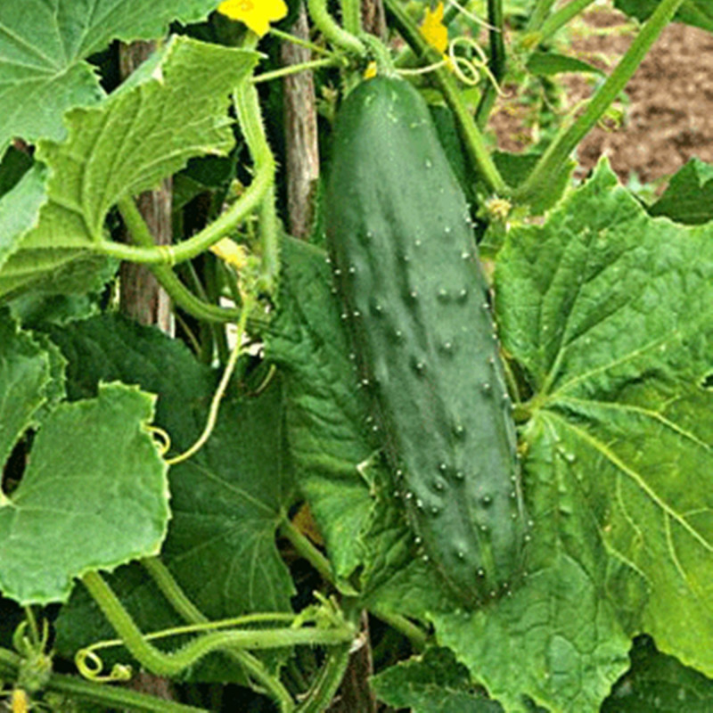 Cucumber Early Frame