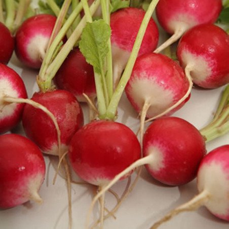 Radish Red With A White Tip