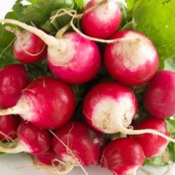 Radish Red With A White Tip