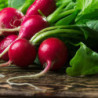 Radish Rosso Quarantino