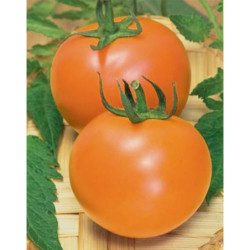 Tomato Druzba