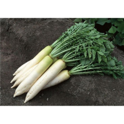 Daikon Radish