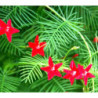 Cypress Vine Red