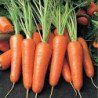 Carrot Karotel