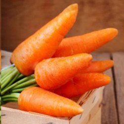 Carrot Karotel