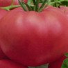 Tomato Pink Giant