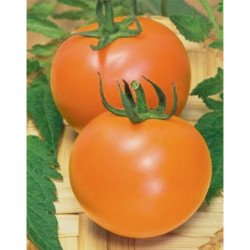 Tomato Friendship