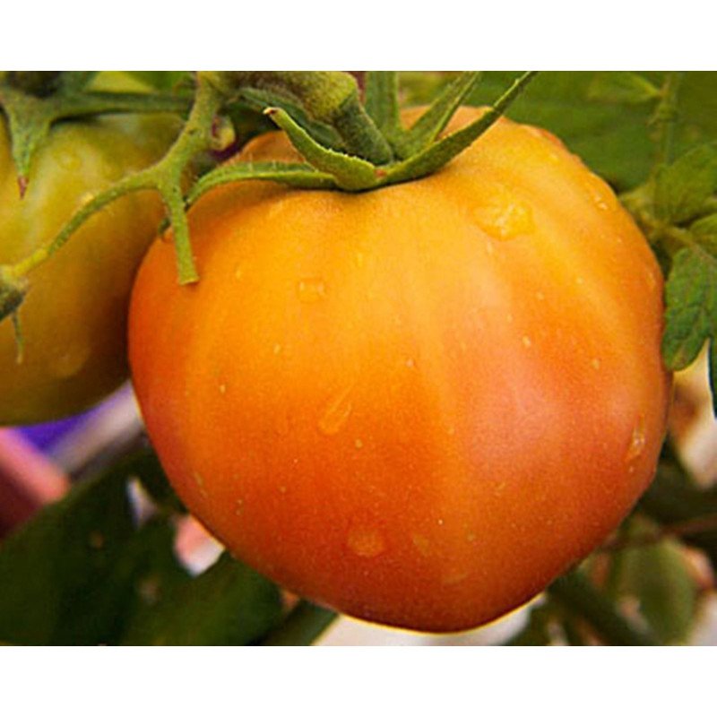 Tomato Orange