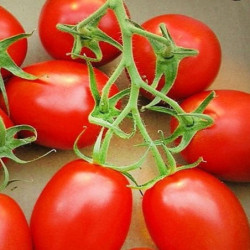 Tomato Iskora