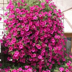 Petunia Creeping Surfinia Purple F1