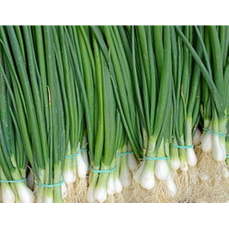 Welsh Onion Piero