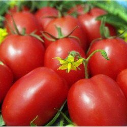 Tomato De Barao Red