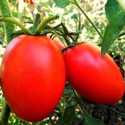 Tomato De Barao Red