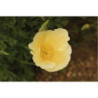 California Poppy Alba