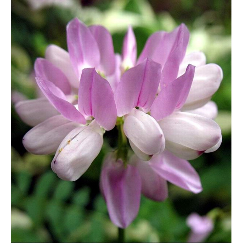 Crown Vetch