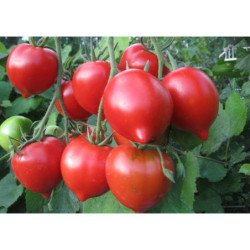 Tomato Tarasenko 2