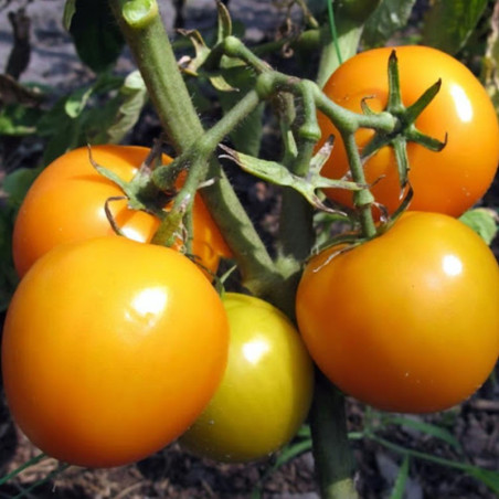 Tomato Ozharovsky Gold