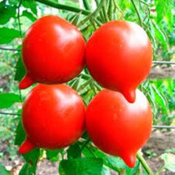 Tomato Tarasenko 2