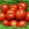 Tomato Volgograd 323